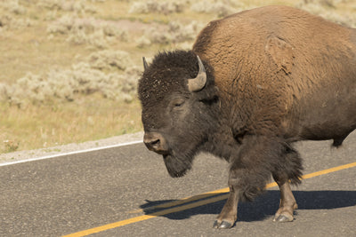 Places to View Wild Roaming Buffalo in the US