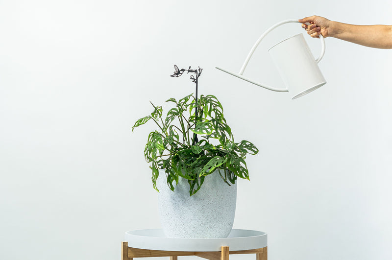 Hummingbird Metal Indoor / Outdoor Plant Stake