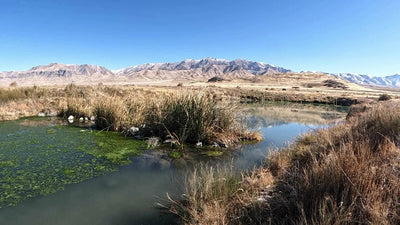 Desert Wetland Oasis - Horseshoe Springs