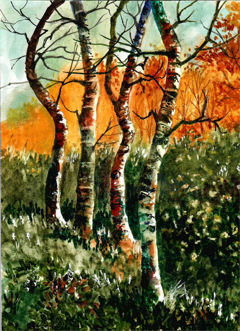 Fall Forest / Birch Trees - Watercolor Painting